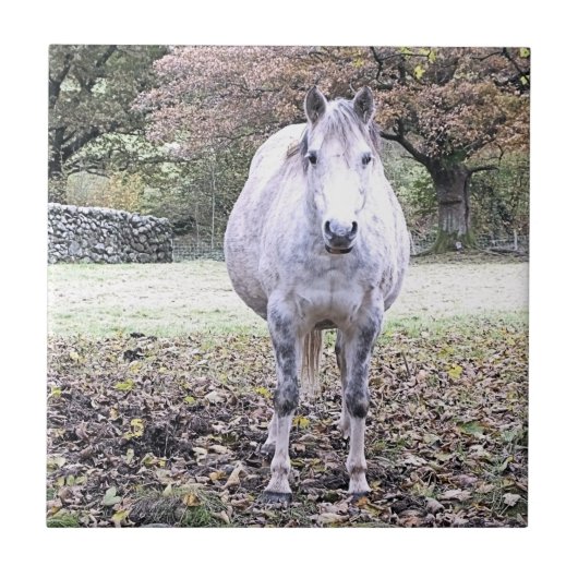 CUTE HORSE TEGELTJE (Voorkant)