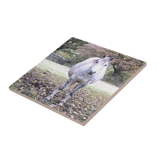 CUTE HORSE TEGELTJE (Zijkant)