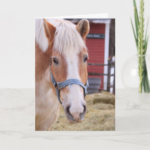 Cute Horse voelt zich beter Kaart