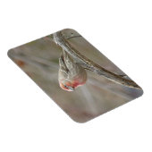 Cute House Finch Magnet Magneet (Rechterzijde)