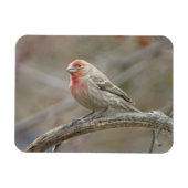 Cute House Finch Magnet Magneet (Horizontaal)