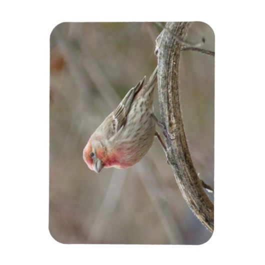 Cute House Finch Magnet Magneet (Verticaal)
