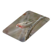 Cute House Finch Magnet Magneet (Linkerzijde)