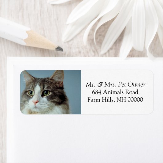 Cute Housecat Return Address Stickers Labels (Insitu)