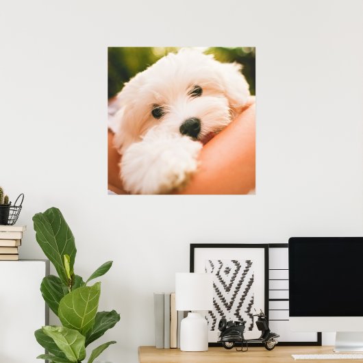 Cute & Huggable Dog Close-up poster (Thuiskantoor)