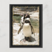 Cute Humboldt Penguin Briefkaarten (Voorkant)