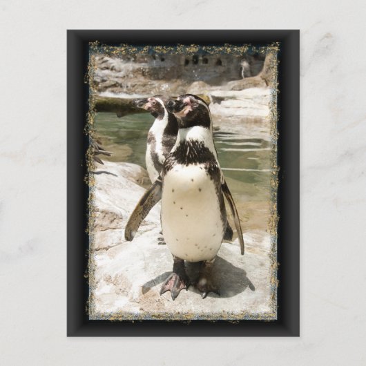 Cute Humboldt Penguin Briefkaarten (Voorkant)