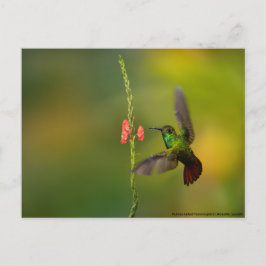 Cute Hummingbird and Flower, wildlife Costa Rica Briefkaart
