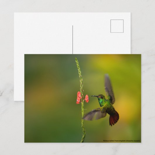 Cute Hummingbird and Flower, wildlife Costa Rica Briefkaart (Voorkant / Achterkant)