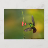 Cute Hummingbird and Flower, wildlife Costa Rica Briefkaart (Voorkant)