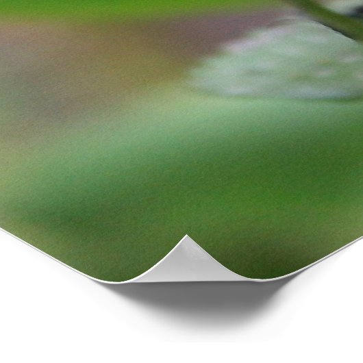 Cute Hummingbird Foto Poster (Hoek)