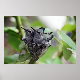 Cute Hummingbird Foto Poster