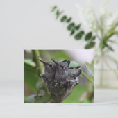 Cute Hummingbird Fotografie Briefkaart (Staand voorkant)