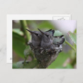 Cute Hummingbird Fotografie Briefkaart (Voorkant / Achterkant)