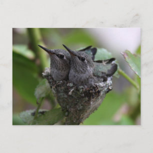 Cute Hummingbird Fotografie Briefkaart