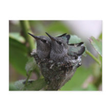 Cute Hummingbird Fotografie