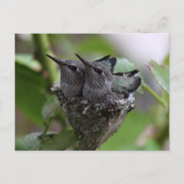Cute Hummingbird Fotografie Briefkaart