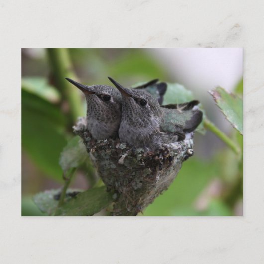 Cute Hummingbird Fotografie Briefkaart (Voorkant)