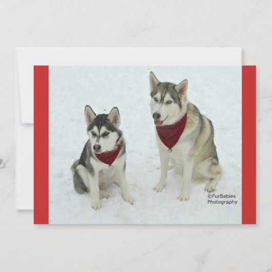 Cute Huskies sending Christmas cheer Feestdagenkaart (Voorkant)
