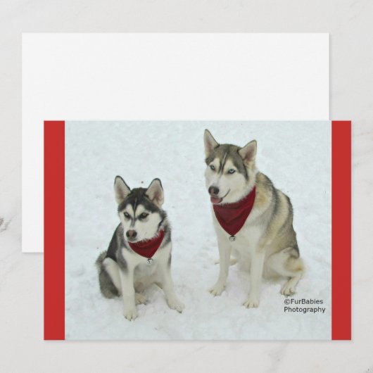 Cute Huskies sending Christmas cheer Feestdagenkaart (Voorkant / Achterkant)