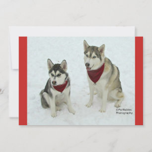 Cute Huskies sending Christmas cheer Feestdagenkaart