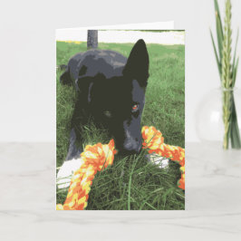 Cute Husky Lab Dog With Rope Toy Black Kaart