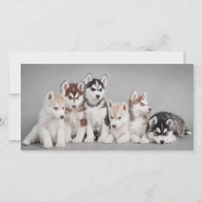 Cute Husky Puppies (Voorkant)