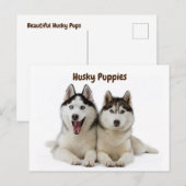 Cute Husky Puppies Briefkaart (Voorkant / Achterkant)