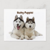 Cute Husky Puppies Briefkaart (Voorkant)
