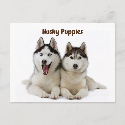 Cute Husky Puppies Briefkaart (Voorkant)