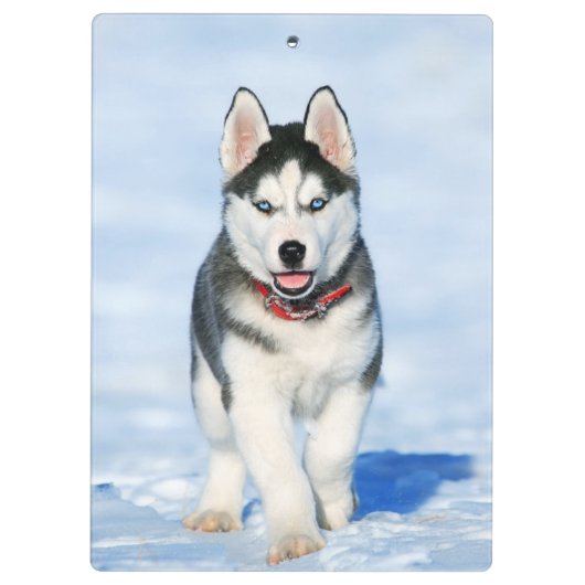 Cute Husky Puppy Dog in de sneeuw Klembord (Achterkant)