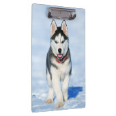 Cute Husky Puppy Dog in de sneeuw Klembord (Rechts)