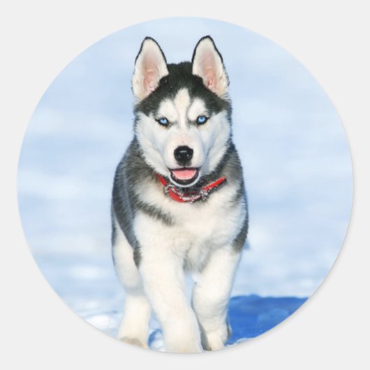Cute Husky Puppy Dog Ronde Sticker (Voorkant)