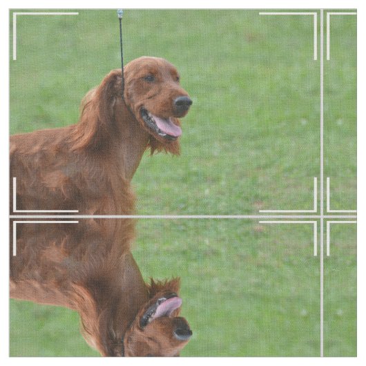 Cute Irish Setter Stof (Close Up)