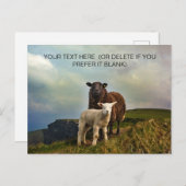 Cute Irish Sheep - Ireland Travel Briefkaart (Voorkant / Achterkant)
