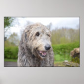 Cute Irish Wolfhound Poster (Voorkant)