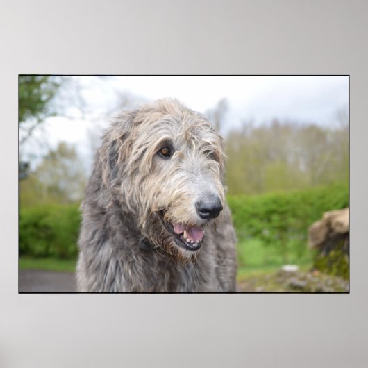 Cute Irish Wolfhound Poster (Voorkant)