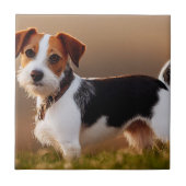Cute Jack Russel Terrier Dog Foto Tegeltje (Voorkant)