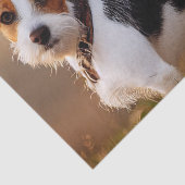 Cute Jack Russel Terrier Dog Foto Tissuepapier (Detail)