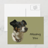 Cute Jack Russell Dog Briefkaart (Voorkant / Achterkant)