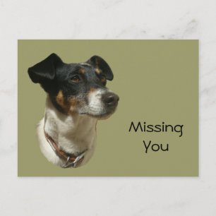 Cute Jack Russell Dog Briefkaart