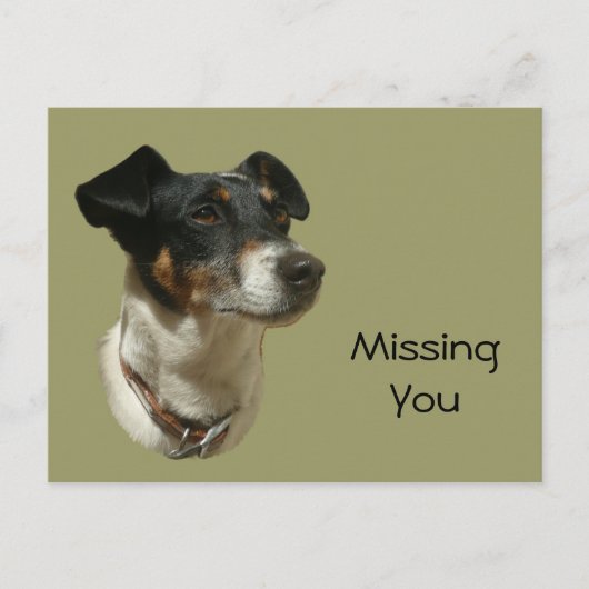 Cute Jack Russell Dog Briefkaart (Voorkant)