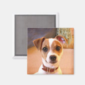 Cute Jack Russell Terrier magnet (Voorkant / Achterkant)
