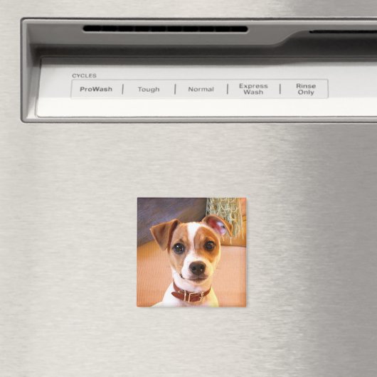 Cute Jack Russell Terrier magnet (Insitu (Vaatwasser))