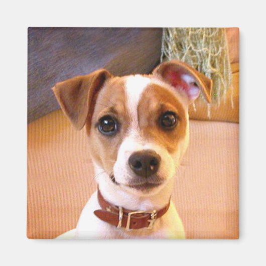 Cute Jack Russell Terrier magnet (Voorkant)