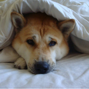 Cute japanese akita dog under bed dekens kaart