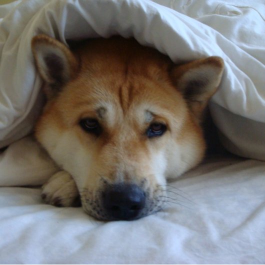Cute japanese akita dog under bed dekens kaart