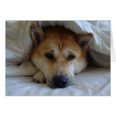 Cute japaneses akita onder beddekens (Voorkant Horizontaal)