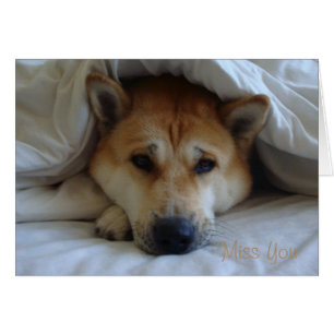 Cute japaneses akita onder beddekens