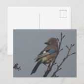 Cute Jay in Tree DIY Briefkaart (Voorkant / Achterkant)